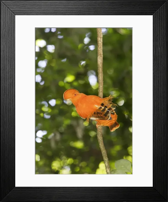 Framed Print : Guianan Cock-of-the-rock - male Central Suriname Nature Reserve Framed Print : Guianan Cock-of-the-rock - male Central Suriname Nature Reserve