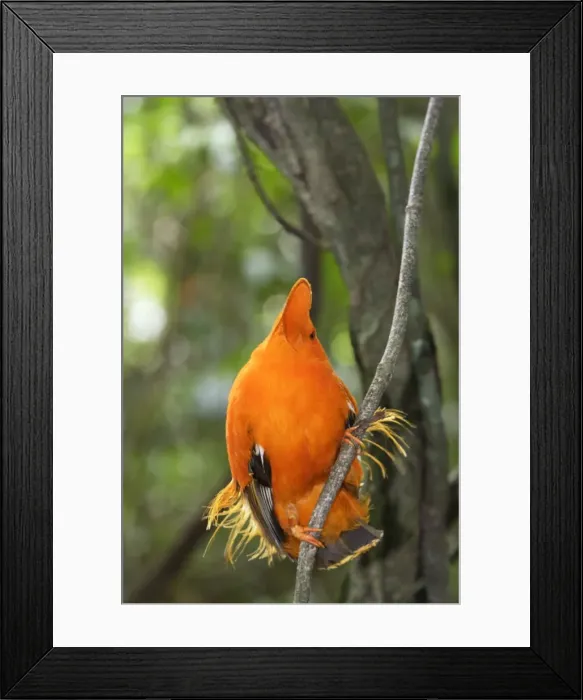 Framed Print : Guianan Cock-of-the-rock - male Central Suriname Nature Reserve Framed Print : Guianan Cock-of-the-rock - male Central Suriname Nature Reserve