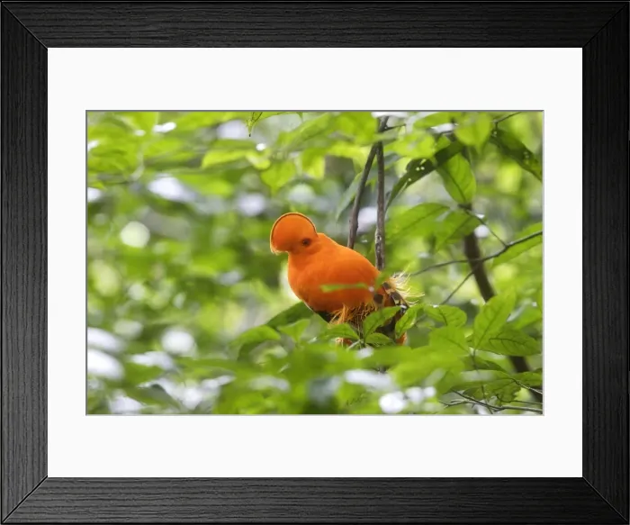 Framed Print : Guianan Cock-of-the-rock - male Central Suriname Nature Reserve