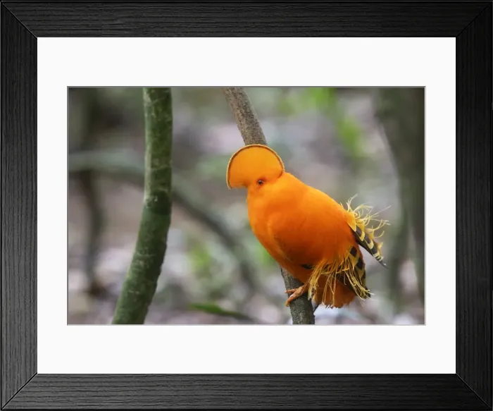 Framed Print : Guianan Cock-of-the-rock - male Central Suriname Nature Reserve Framed Print : Guianan Cock-of-the-rock - male Central Suriname Nature Reserve