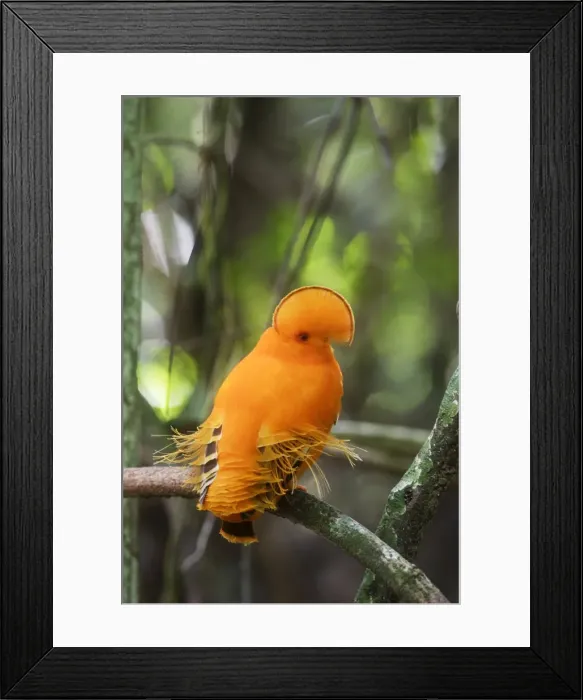 Framed Print : Guianan Cock-of-the-rock - male Central Suriname Nature Reserve Framed Print : Guianan Cock-of-the-rock - male Central Suriname Nature Reserve