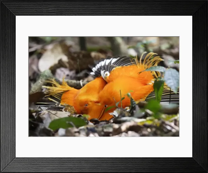 Framed Print : Guianan Cock-of-the-rock - two males fighting Central Suriname Nature Reserve Framed Print : Guianan Cock-of-the-rock - two males fighting Central Suriname Nature Reserve