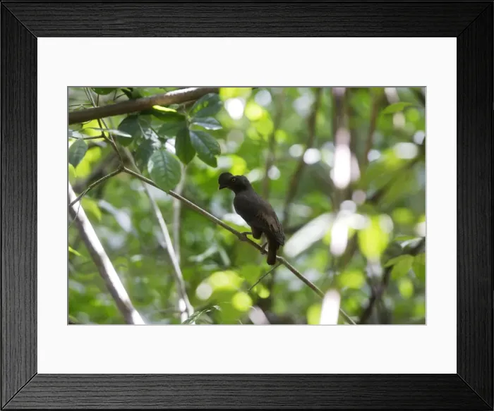 Framed Print : Guianan Cock-of-the-rock Central Suriname Nature Reserve, South America Framed Print : Guianan Cock-of-the-rock Central Suriname Nature Reserve, South America