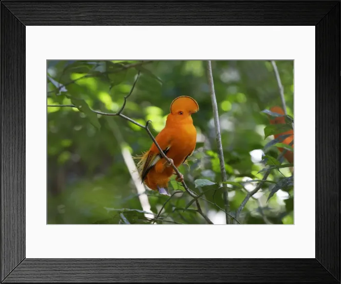 Framed Print : Guianan Cock-of-the-rock - male Central Suriname Nature Reserve South America Framed Print : Guianan Cock-of-the-rock - male Central Suriname Nature Reserve South America