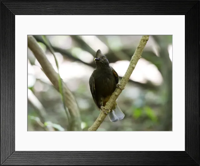 Framed Print : Guianan Cock-of-the-rock - female Central Suriname Nature Reserve South America