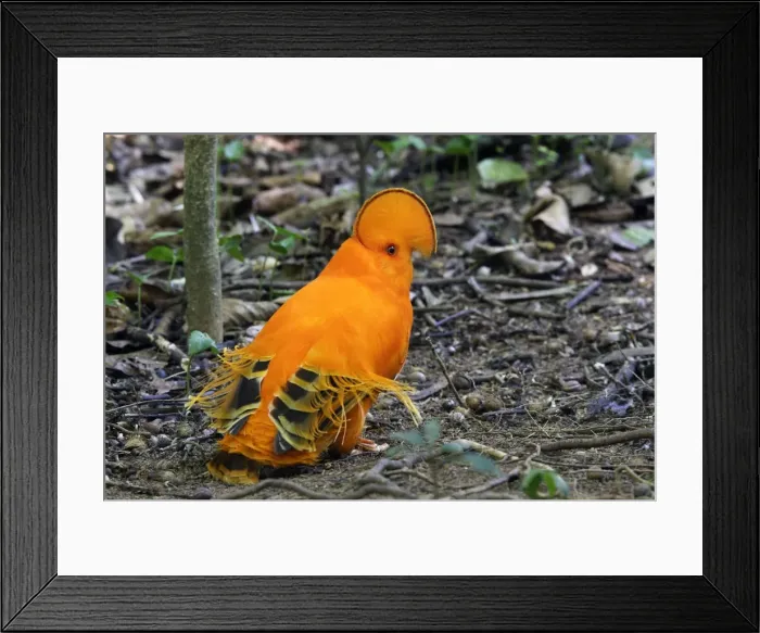 Framed Print : Guianan Cock-of-the-rock - male Central Suriname Nature Reserve South America Framed Print : Guianan Cock-of-the-rock - male Central Suriname Nature Reserve South America