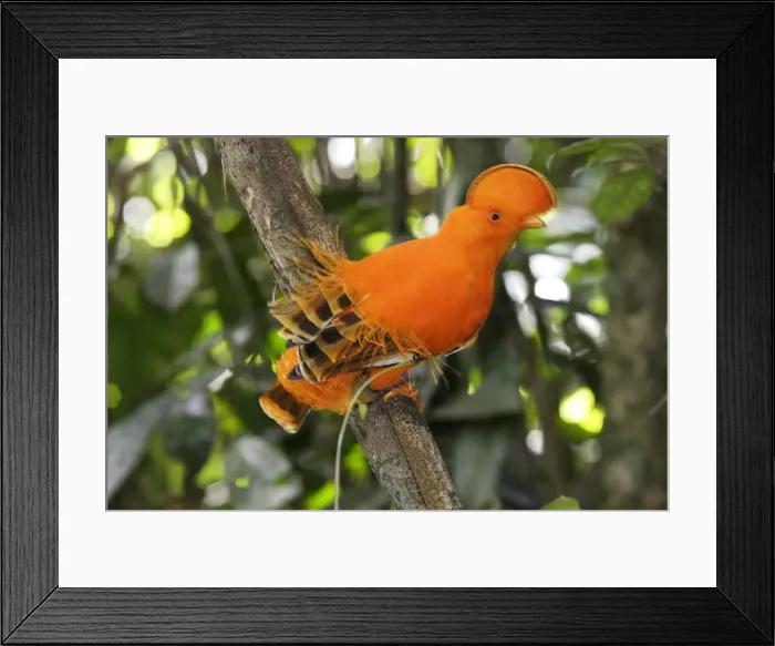 Framed Print : Guianan Cock-of-the-rock - male Central Suriname Nature Reserve South America