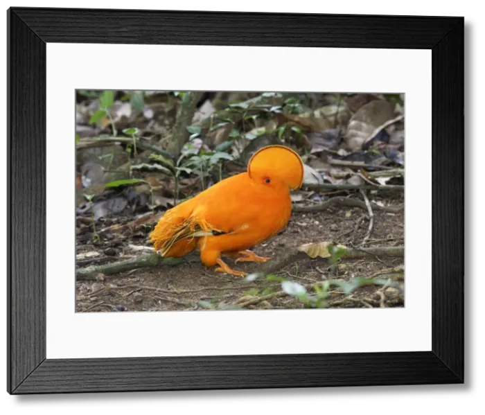 Framed Print : Guianan Cock-of-the-rock - male Central Suriname Nature Reserve South America Framed Print : Guianan Cock-of-the-rock - male Central Suriname Nature Reserve South America