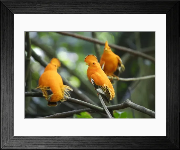 Framed Print : Guianan Cock-of-the-rock - male in confrontation Central Suriname Nature Reserve South America Framed Print : Guianan Cock-of-the-rock - male in confrontation Central Suriname Nature Reserve South America