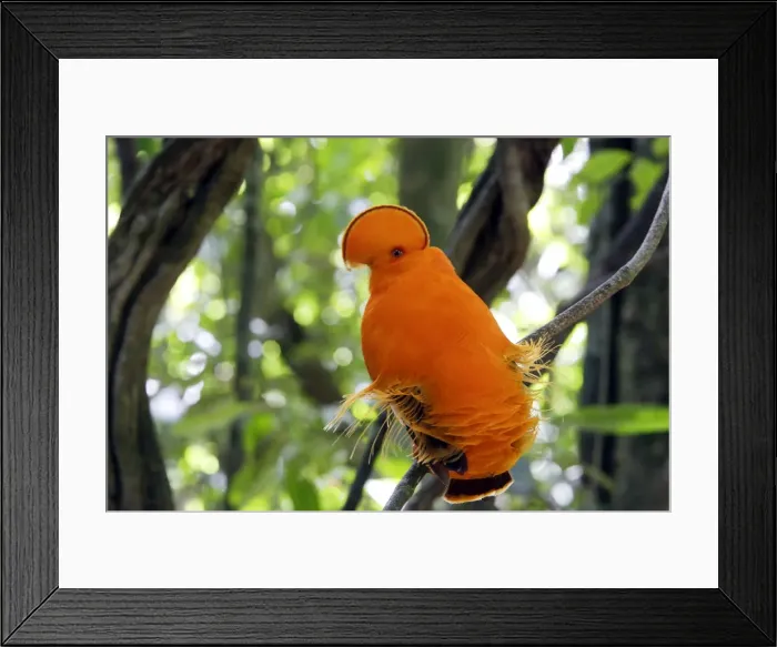 Framed Print : Guianan Cock-of-the-rock - male Central Suriname Nature Reserve South America Framed Print : Guianan Cock-of-the-rock - male Central Suriname Nature Reserve South America