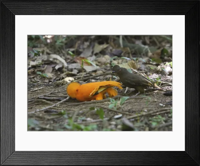 Framed Print : Guianan Cock-of-the-rock - male & female courtship Central Suriname Nature Reserve South America Framed Print : Guianan Cock-of-the-rock - male & female courtship Central Suriname Nature Reserve South America