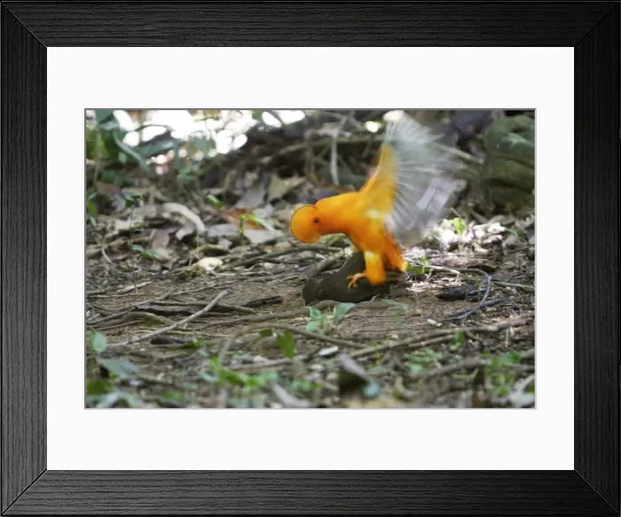 Framed Print : Guianan Cock-of-the-rock - male & female mating Central Suriname Nature Reserve South America Framed Print : Guianan Cock-of-the-rock - male & female mating Central Suriname Nature Reserve South America