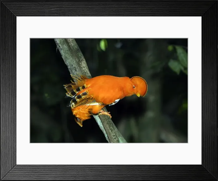 Framed Print : Guianan Cock-of-the-rock - male Central Suriname Nature Reserve South America Framed Print : Guianan Cock-of-the-rock - male Central Suriname Nature Reserve South America