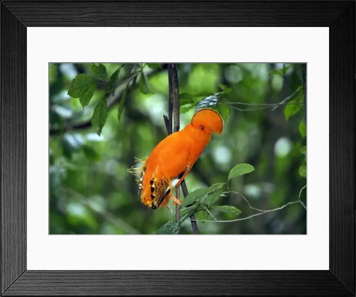 Framed Print : Guianan Cock-of-the-rock - male Central Suriname Nature Reserve South America Framed Print : Guianan Cock-of-the-rock - male Central Suriname Nature Reserve South America