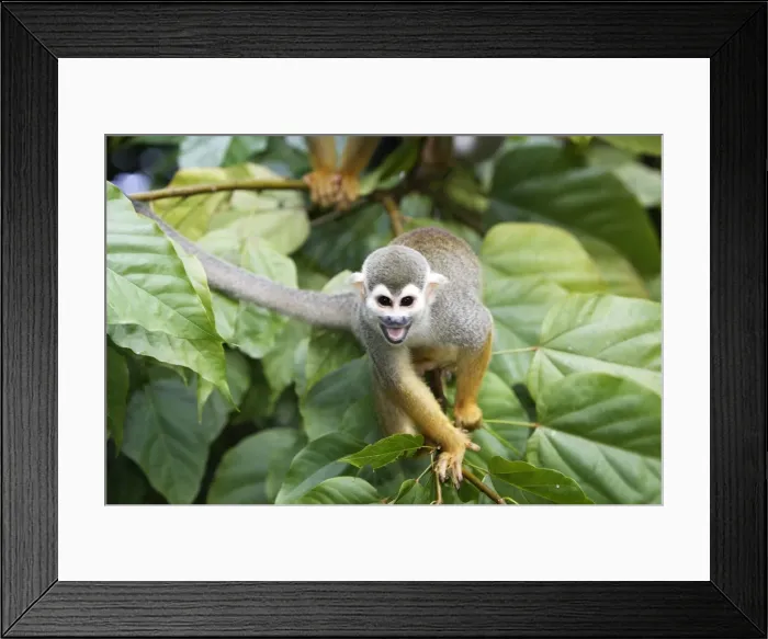 Framed Print : Squirrel Monkey Central Suriname Nature Reserve South America Framed Print : Squirrel Monkey Central Suriname Nature Reserve South America
