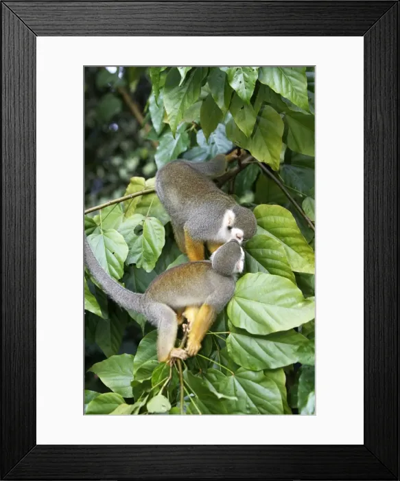 Framed Print : Squirrel Monkey Central Suriname Nature Reserve South America Framed Print : Squirrel Monkey Central Suriname Nature Reserve South America