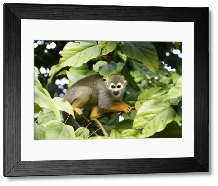 Framed Print : Squirrel Monkey Central Suriname Nature Reserve South America Framed Print : Squirrel Monkey Central Suriname Nature Reserve South America