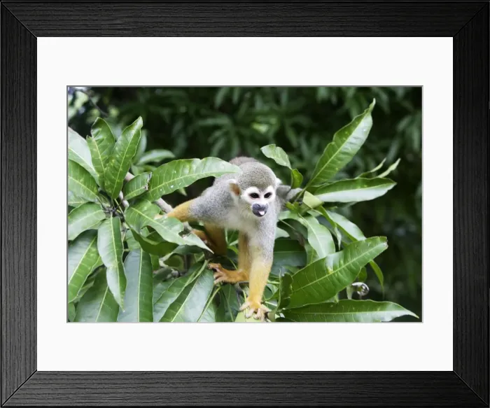 Framed Print : Squirrel Monkey Central Suriname Nature Reserve South America Framed Print : Squirrel Monkey Central Suriname Nature Reserve South America