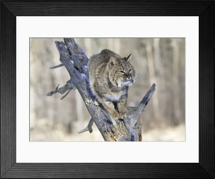 Framed Print : Bobcat Minnesota, USA Framed Print : Bobcat Minnesota, USA