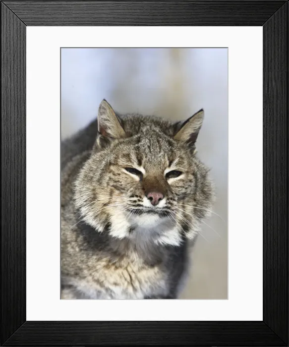Framed Print : Bobcat Minnesota USA Framed Print : Bobcat Minnesota USA
