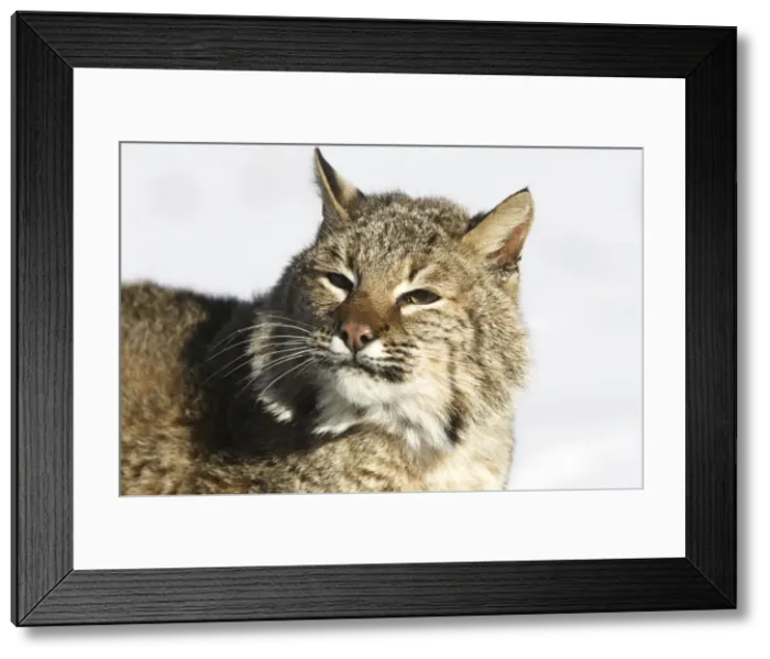 Framed Print : Bobcat Minnesota USA Framed Print : Bobcat Minnesota USA