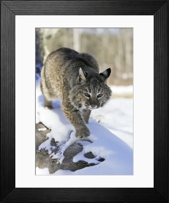 Framed Print : Bobcat Minnesota USA Framed Print : Bobcat Minnesota USA