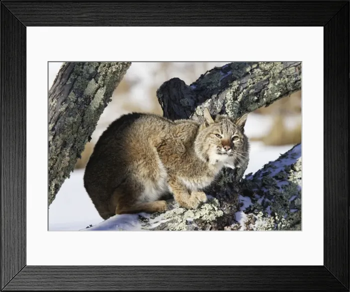 Framed Print : Bobcat Minnesota USA Framed Print : Bobcat Minnesota USA