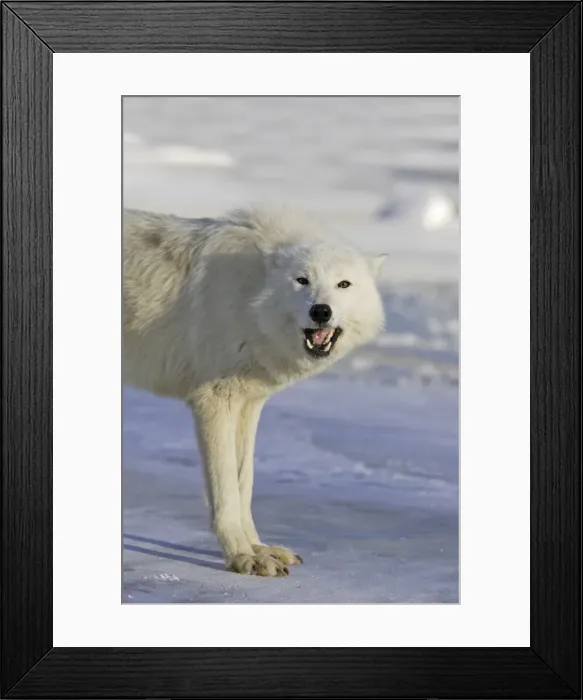 Framed Print : Arctic Wolf Minnesota USA Framed Print : Arctic Wolf Minnesota USA