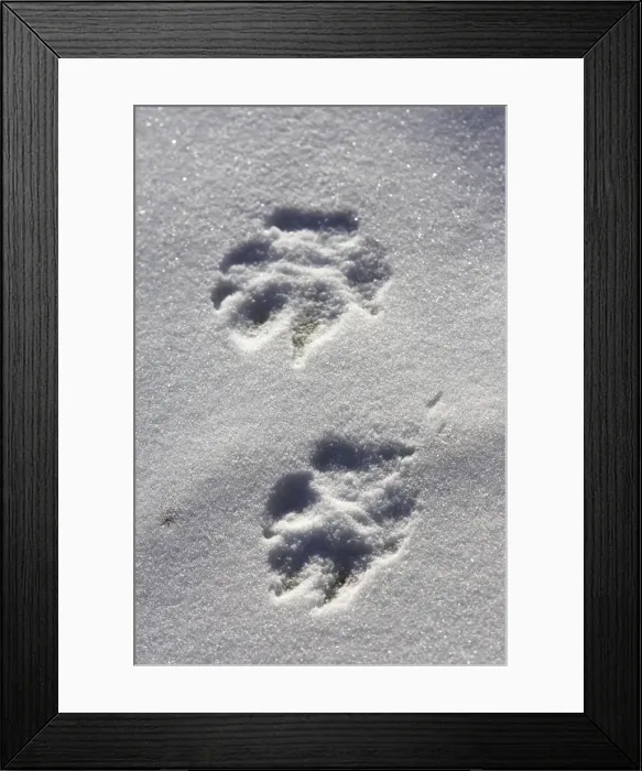 Framed Print : Arctic Wolf - tracks Minnesota USA Framed Print : Arctic Wolf - tracks Minnesota USA