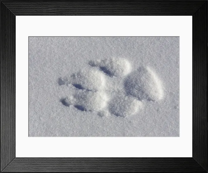 Framed Print : Arctic Wolf - tracks Minnesota USA Framed Print : Arctic Wolf - tracks Minnesota USA