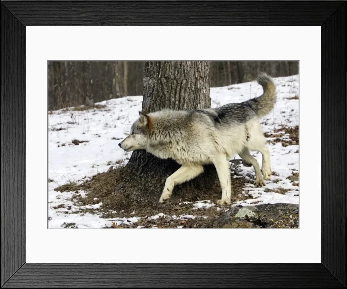 Framed Print : Wolf / Gray Wolf / Timber Wolf Minnesota USA Framed Print : Wolf / Gray Wolf / Timber Wolf Minnesota USA