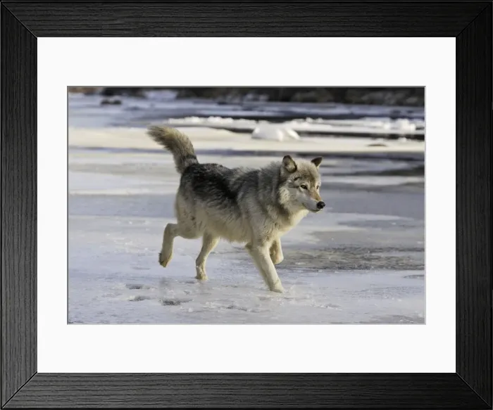 Framed Print : Wolf / Gray Wolf / Timber Wolf Minnesota USA Framed Print : Wolf / Gray Wolf / Timber Wolf Minnesota USA