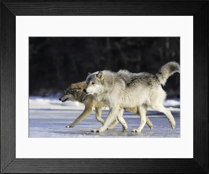 Framed Print : Wolf / Gray Wolf / Timber Wolf Minnesota USA Framed Print : Wolf / Gray Wolf / Timber Wolf Minnesota USA