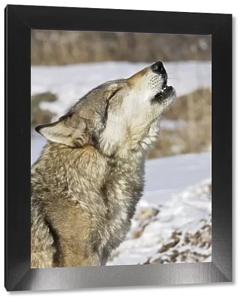 Wolf  /  Gray Wolf  /  Timber Wolf - howling Minnesota USA