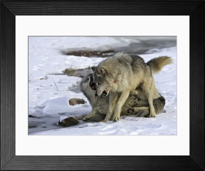 Framed Print : Wolf / Gray Wolf / Timber Wolf - two males fighting Minnesota USA Framed Print : Wolf / Gray Wolf / Timber Wolf - two males fighting Minnesota USA