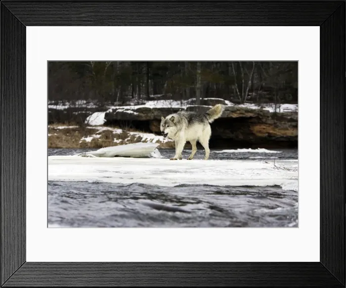 Framed Print : Wolf / Gray Wolf / Timber Wolf Minnesota USA Framed Print : Wolf / Gray Wolf / Timber Wolf Minnesota USA