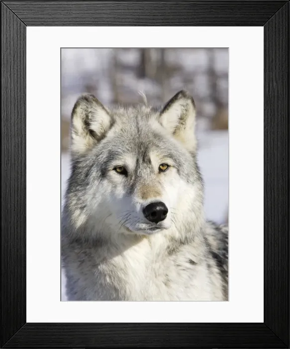 Framed Print : Wolf  /  Gray Wolf  /  Timber Wolf Minnesota USA