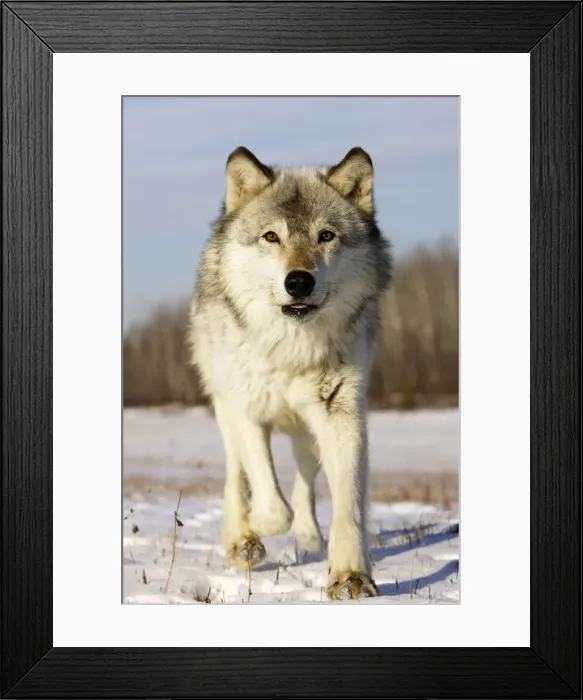 Framed Print : Wolf / Gray Wolf / Timber Wolf Minnesota USA Framed Print : Wolf / Gray Wolf / Timber Wolf Minnesota USA