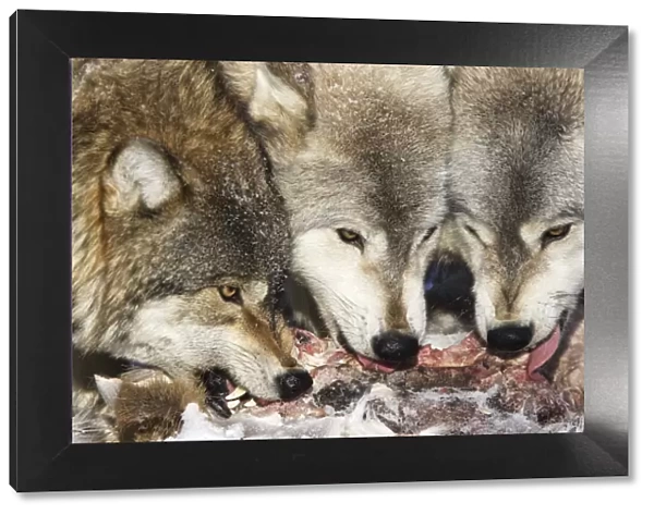 Wolf  /  Gray Wolf  /  Timber Wolf - eating White-tailed deer prey. Minnesota USA