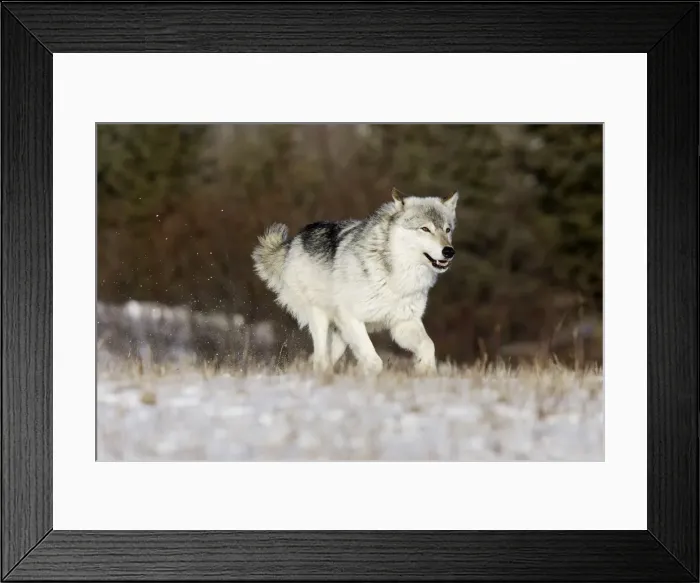 Framed Print : Wolf / Gray Wolf / Timber Wolf Minnesota USA Framed Print : Wolf / Gray Wolf / Timber Wolf Minnesota USA