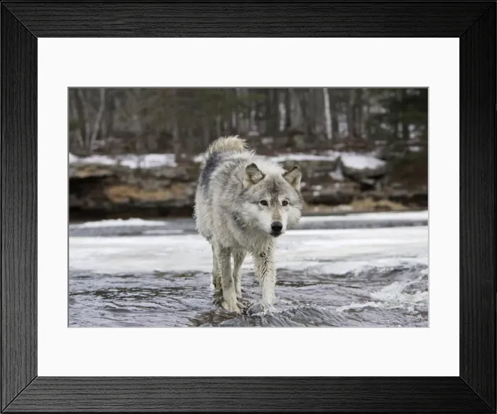 Framed Print : Wolf / Gray Wolf / Timber Wolf Minnesota USA Framed Print : Wolf / Gray Wolf / Timber Wolf Minnesota USA