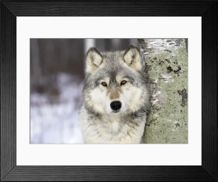 Framed Print : Wolf / Gray Wolf / Timber Wolf Minnesota USA Framed Print : Wolf / Gray Wolf / Timber Wolf Minnesota USA