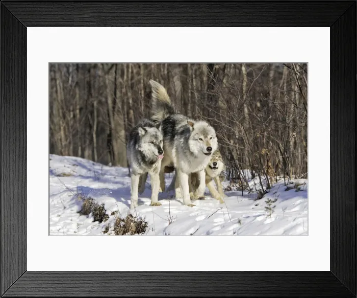 Framed Print : Wolf / Gray Wolf / Timber Wolf - submissive behaviour Minnesota USA Framed Print : Wolf / Gray Wolf / Timber Wolf - submissive behaviour Minnesota USA