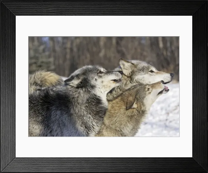 Framed Print : Wolf  /  Gray Wolf  /  Timber Wolf - submissive behaviour Minnesota USA