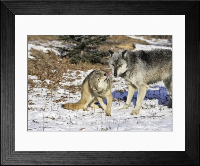 Framed Print : Wolf / Gray Wolf / Timber Wolf - submissive behaviour Minnesota USA Framed Print : Wolf / Gray Wolf / Timber Wolf - submissive behaviour Minnesota USA