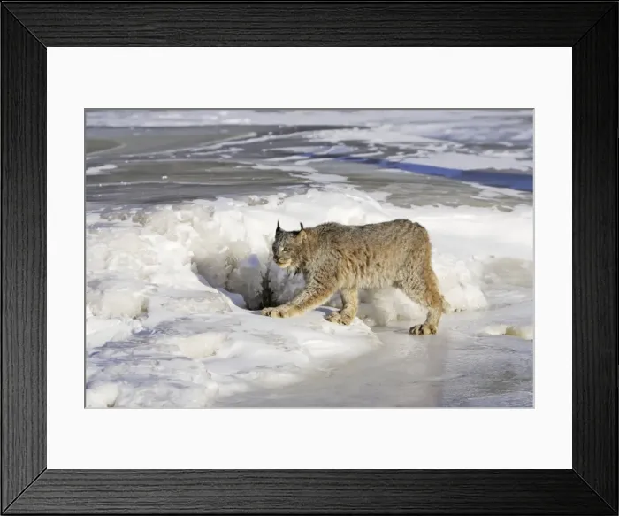 Framed Print : Canadian Lynx Minnesota USA Framed Print : Canadian Lynx Minnesota USA