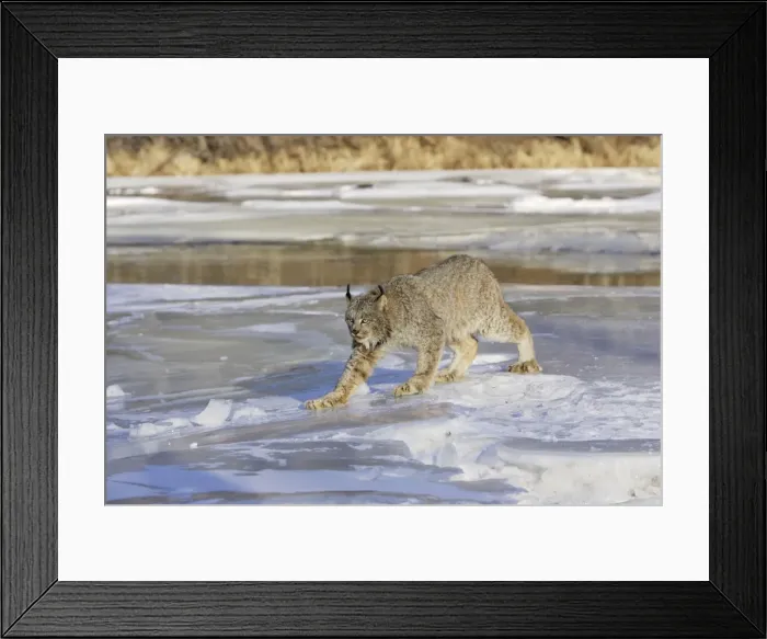 Framed Print : Canadian Lynx Minnesota USA Framed Print : Canadian Lynx Minnesota USA