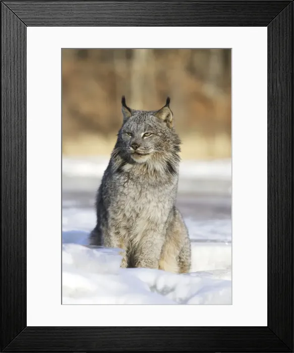 Framed Print : Canadian Lynx Minnesota USA Framed Print : Canadian Lynx Minnesota USA