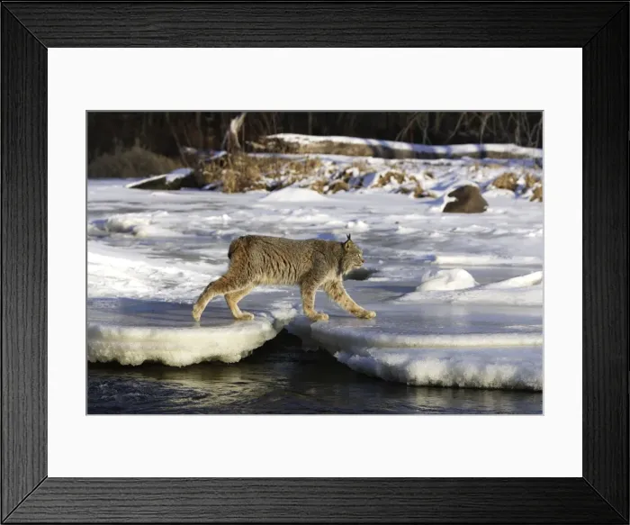 Framed Print : Canadian Lynx Minnesota USA Framed Print : Canadian Lynx Minnesota USA