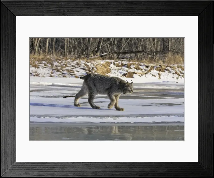 Framed Print : Canadian Lynx Minnesota USA Framed Print : Canadian Lynx Minnesota USA